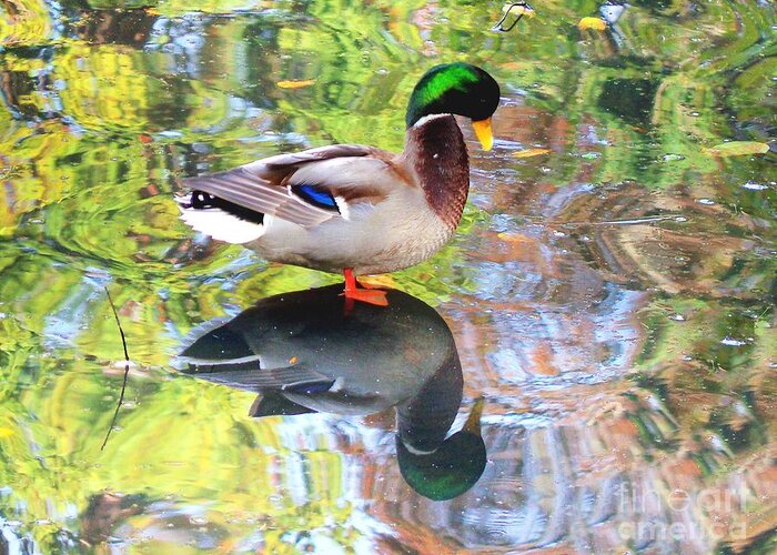 Duck Greeting Card featuring the photograph Mallard Muse by Kimberly Furey