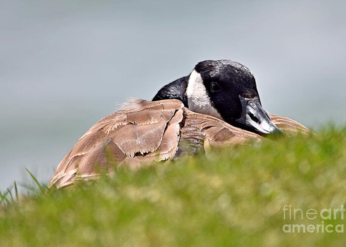 Canada Goose Greeting Card featuring the photograph Mama Goose April 17, 2022 by Sheila Lee