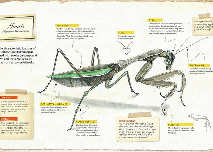 Childhood Greeting Card featuring the digital art Mantis by Album