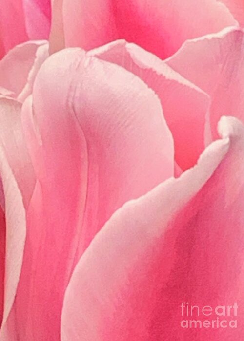 Tulip Greeting Card featuring the photograph Mantled Blush by Tiesa Wesen