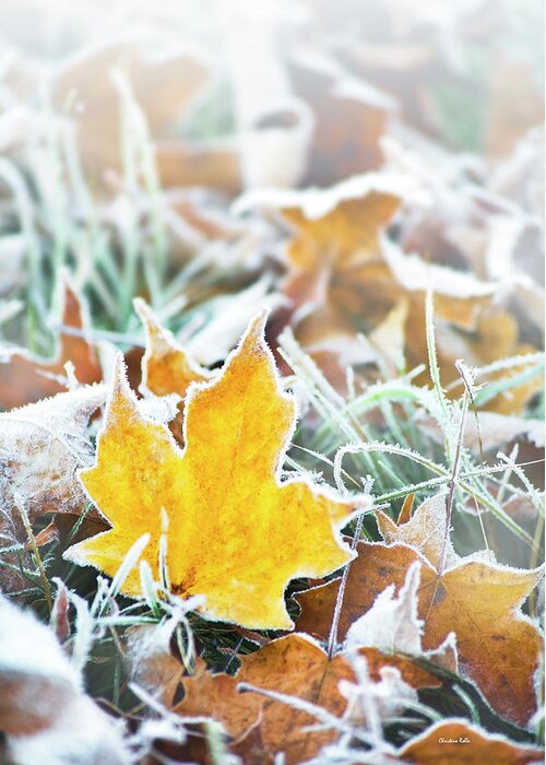 Maple Leaf Greeting Card featuring the photograph Maple Frost Leaf Art by Christina Rollo