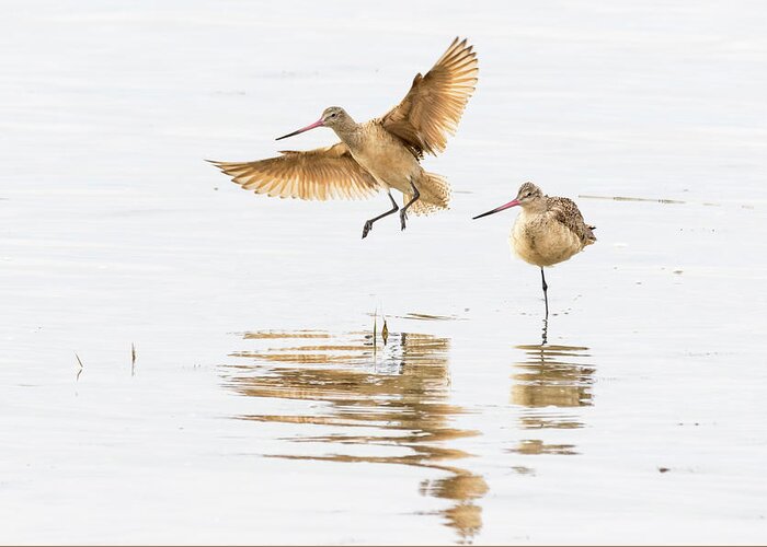  Greeting Card featuring the photograph Marbled Godwit by Jim Miller