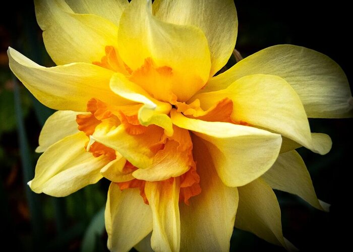 Flower Greeting Card featuring the photograph March Daffodil by Linda Stern