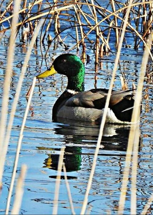 Duck Greeting Card featuring the photograph March Mallard by Judy Stepanian
