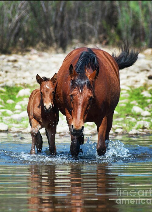 Horse Greeting Card featuring the photograph Mare and Baby Crossing by Jody Miller