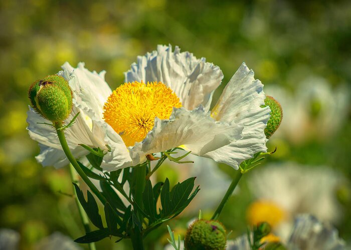 Matilija Poppies Are Native To California. They Grow Wild In The Los Padres Forest Near Ojai Greeting Card featuring the photograph Matilija Poppies 7 by Lindsay Thomson