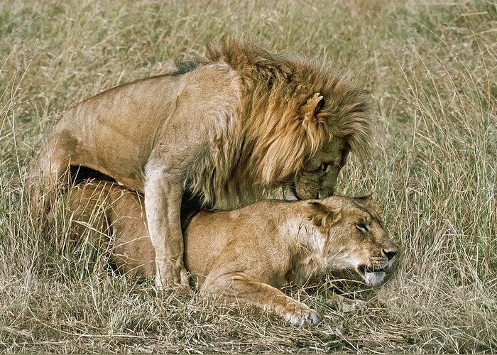 Lion Greeting Card featuring the photograph Mating Lions by Liz Leyden