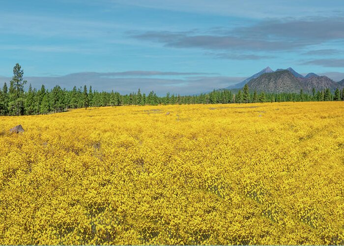 Arizona Greeting Card featuring the photograph Meadow of Yellow Wildflowers by Jeff Goulden
