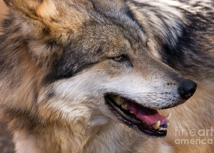 Wolves Greeting Card featuring the photograph Mexican Gray Wolf by Chris Scroggins