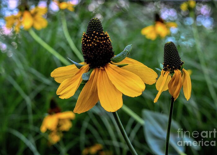 Coneflower Greeting Card featuring the photograph Mexican Hat Wild Flowers by Diana Mary Sharpton