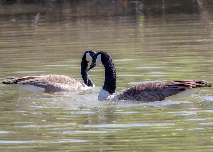 Canada Geese Greeting Card featuring the photograph Mi Amor - Canada Geese Mating Ritual by Susan Rissi Tregoning