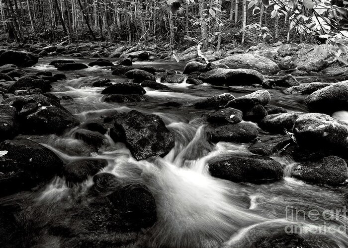 Middle Prong Little River Greeting Card featuring the photograph Middle Prong Little River 41 by Phil Perkins
