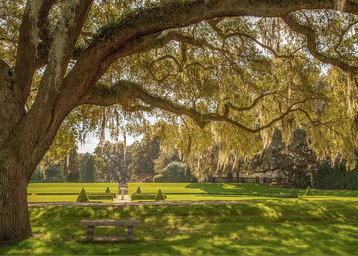 Plantation Greeting Card featuring the photograph Middleton Place Gardens by Cindy Robinson