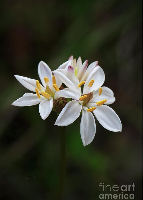 Milkmaids Greeting Card featuring the photograph Milkmaids - Burchadia umbellata by Elaine Teague