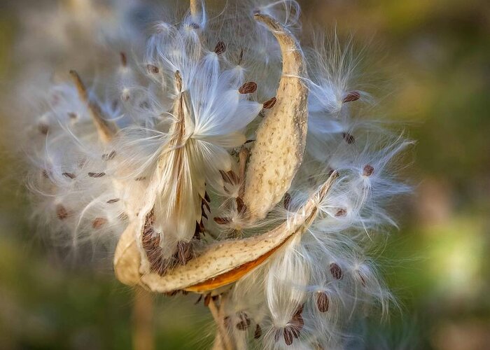 Nature Greeting Card featuring the photograph Milkweed Pods by Susan Rydberg