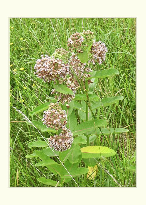 Milkweed Greeting Card featuring the photograph Milkweed Wild Flowers, Meadow Series by Lise Winne