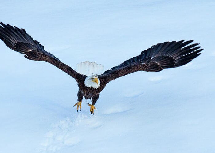 Eagle Greeting Card featuring the photograph Missed Chances by Kevin Dietrich