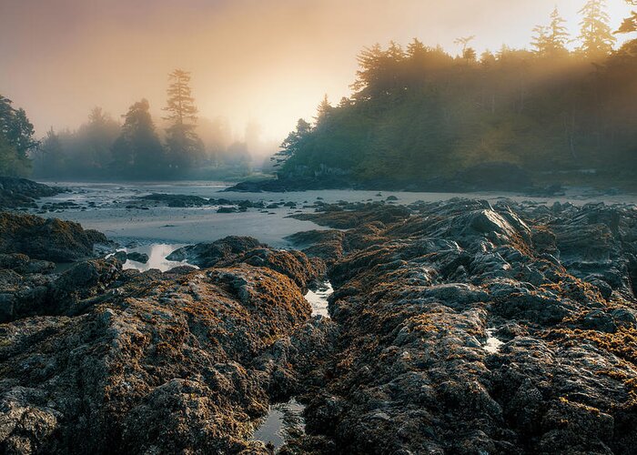 Mist Greeting Card featuring the photograph Misty Morning at Mackenzie Beach by Naomi Maya