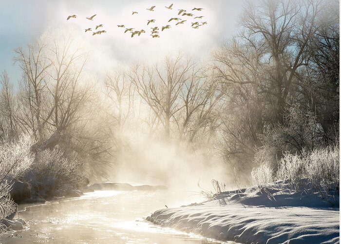 Fog Greeting Card featuring the photograph Misty Winter Scene by Judi Dressler