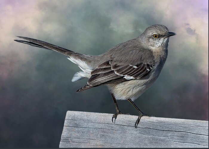 Northern Mockingbird Greeting Card featuring the photograph Mockingbird by Cate Franklyn