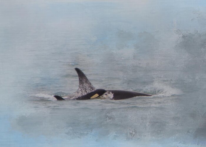 Orca Whales Greeting Card featuring the photograph Mom and Baby - Version 2 by Marilyn Wilson