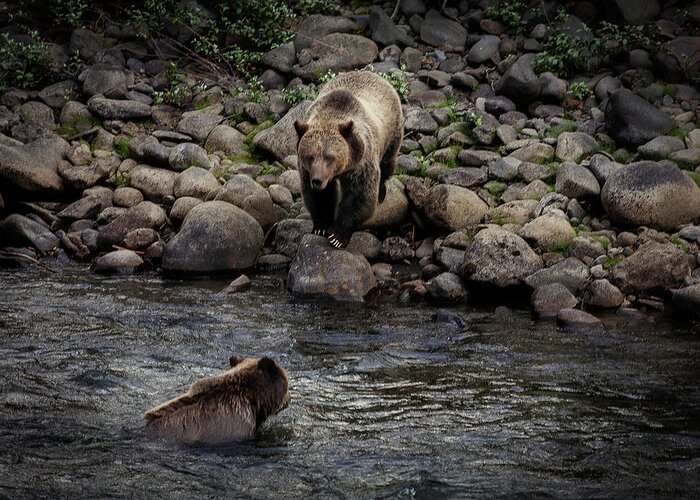 Grizzly Greeting Card featuring the photograph Moma Bear Scolding Baby Bear by Craig J Satterlee