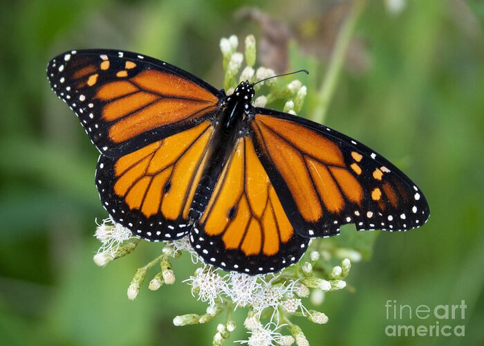 Butterfly Greeting Card featuring the photograph Monarch Butterfly at Circle B Bar Preserve in Lakeland Florida by L Bosco