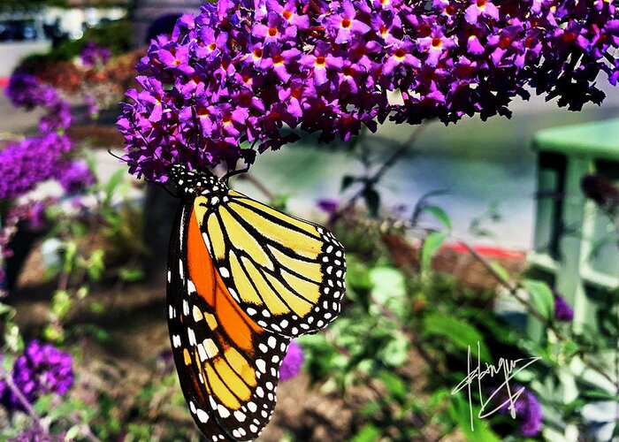 Monarch Greeting Card featuring the photograph Monarch Butterfly on a Magenta Flower by DC Langer