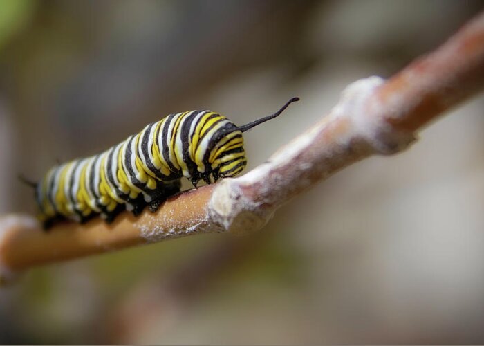 Monarch Greeting Card featuring the photograph Monarch Caterpillar on the Move by Bonny Puckett