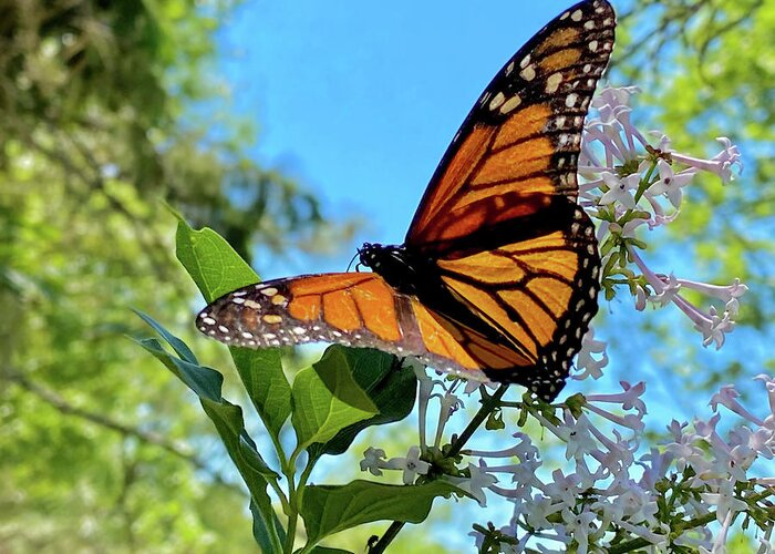 Monarch Greeting Card featuring the photograph Monarch feeding on Lilac in summer sunlight by Peter Herman