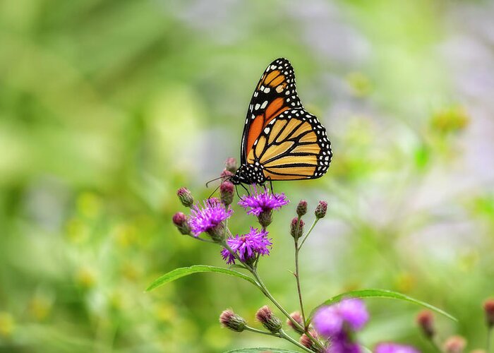 Bronx Botanical Gardens Greeting Card featuring the photograph Monarch in a Garden by Cate Franklyn