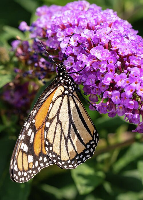 Butterfly Bush Pink Delight Greeting Card featuring the photograph Monarch in the Garden by Jason Fink