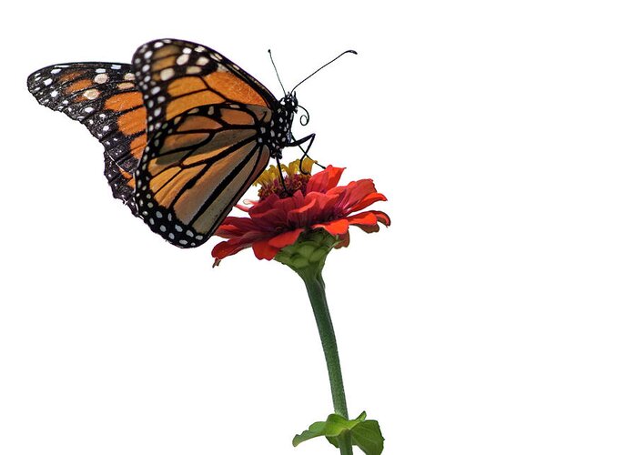 Monarch Butterfly Greeting Card featuring the photograph Monarch on Red ZInnia by Tamara Becker