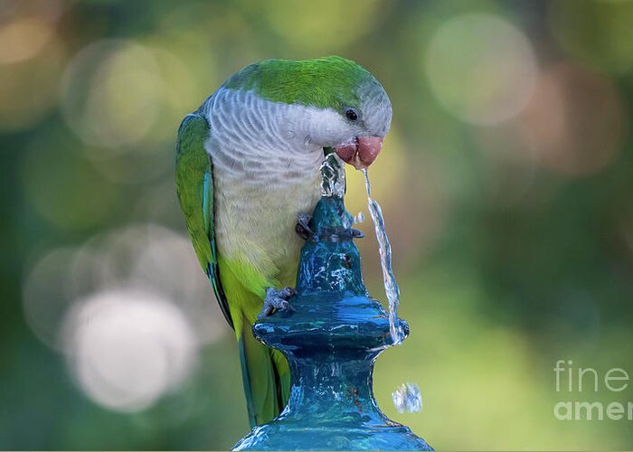 Branch Greeting Card featuring the photograph Monk Parakeet Driking Water from Iron Fountain Blurred Background Cadiz by Pablo Avanzini