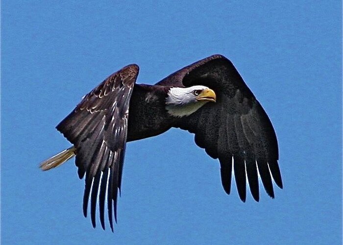 Eagle Greeting Card featuring the photograph Montana Eagle by Dorsey Northrup