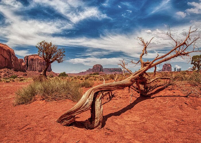 Plant Greeting Card featuring the photograph Monument Valley 02 by Micah Offman