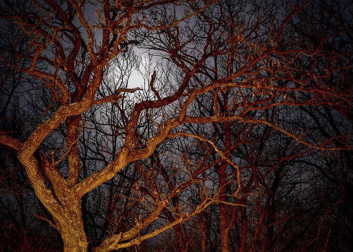 Full Moon Greeting Card featuring the photograph Moonshine by Susie Loechler