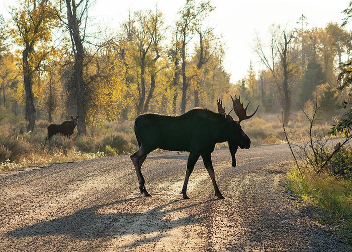 Moose Greeting Card featuring the photograph Moose in the Road by Wesley Aston