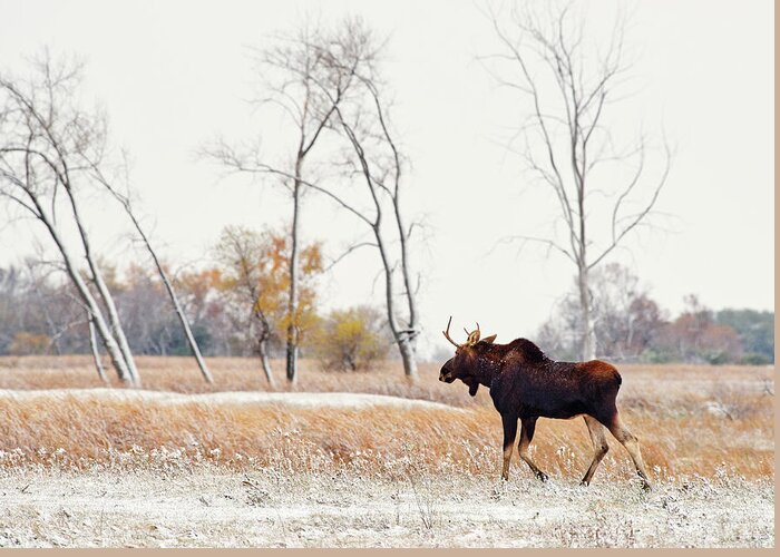 Moose Greeting Card featuring the photograph Moosing Around - Bull Moose wandering through ND snow dusted autumn prairie scene in ND by Peter Herman