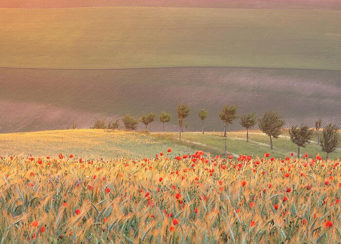 Europe Czech Republic Moravia Fields Rolling Fields Spring Sunrise Poppies Crops Rye Sunlight Impression Trees Greeting Card featuring the photograph Moravian impression by Piotr Skrzypiec