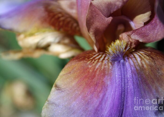 Iris Greeting Card featuring the photograph Sofisticato by Fantasy Seasons