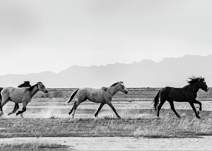 Wild Horse Greeting Card featuring the photograph Morning Run for Coffee by Dirk Johnson