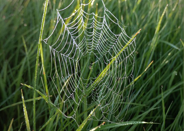 Spider Greeting Card featuring the photograph Morning Spider Web by Karen Rispin