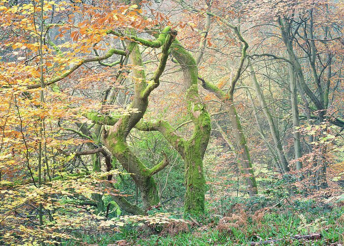 Twisted Tree Greeting Card featuring the photograph Moss covered oak tree in Autumn by Anita Nicholson