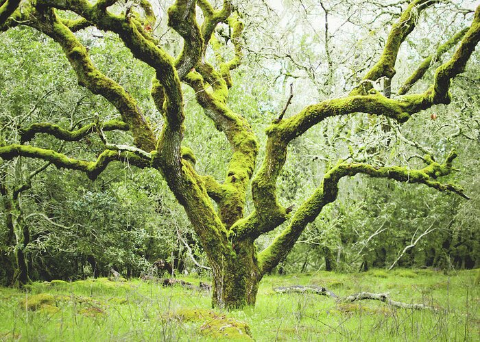 Oak Tree Greeting Card featuring the photograph Mossy Oak by Lupen Grainne