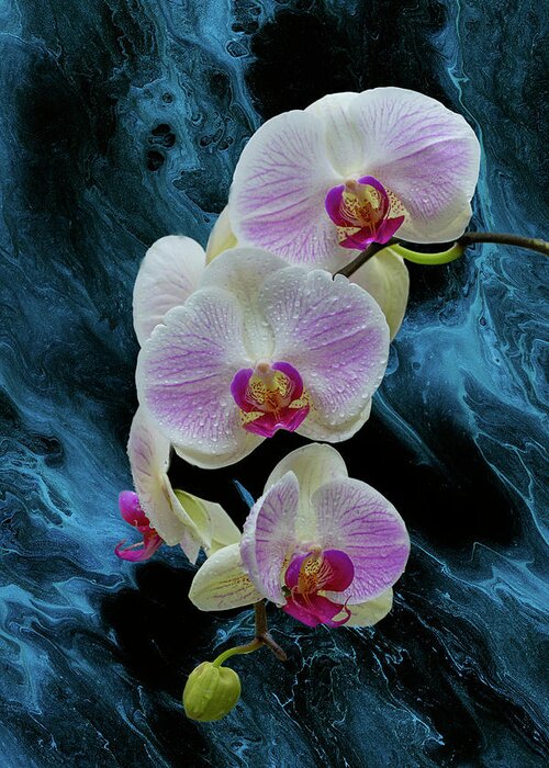 Moth Orchid Greeting Card featuring the photograph Moth Orchids on Blue by Cate Franklyn