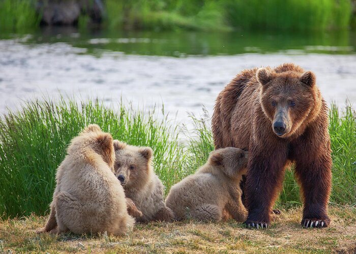 Alaska Greeting Card featuring the photograph Mother Bear and Her three cubs by Alex Mironyuk