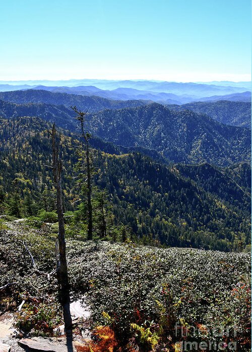 Mount Leconte Greeting Card featuring the photograph Mount LeConte 11 by Phil Perkins