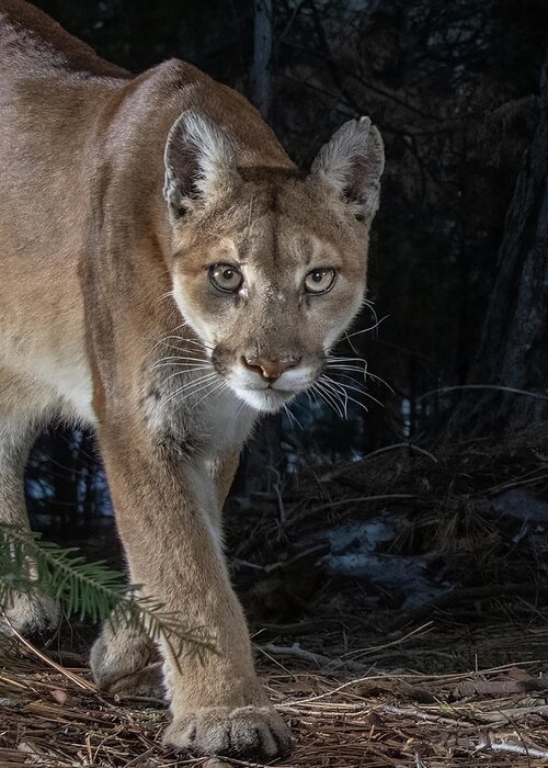 Mountain Lion Greeting Card featuring the photograph Mountain Lion Closeup by Randy Robbins