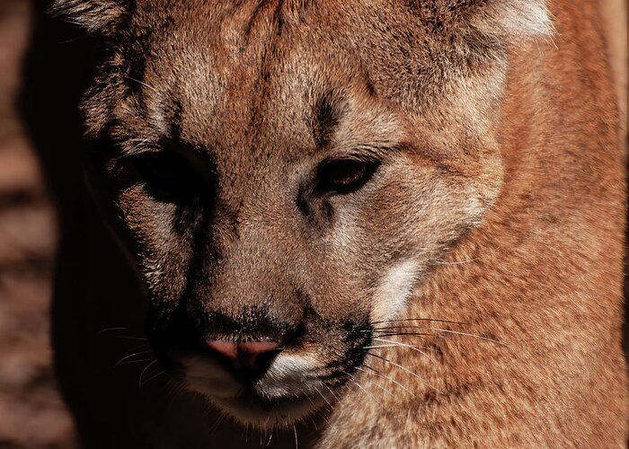Mountain Lion Portrait Greeting Card featuring the photograph Mountain lion portrait 002 by Flees Photos